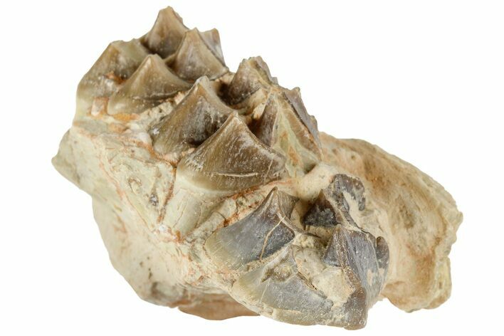Oreodont (Merycoidodon) Jaw Section - South Dakota #184246